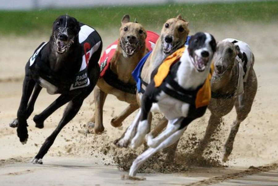 Greyhound Racing Fund Gets £3m Extra from Bookmakers